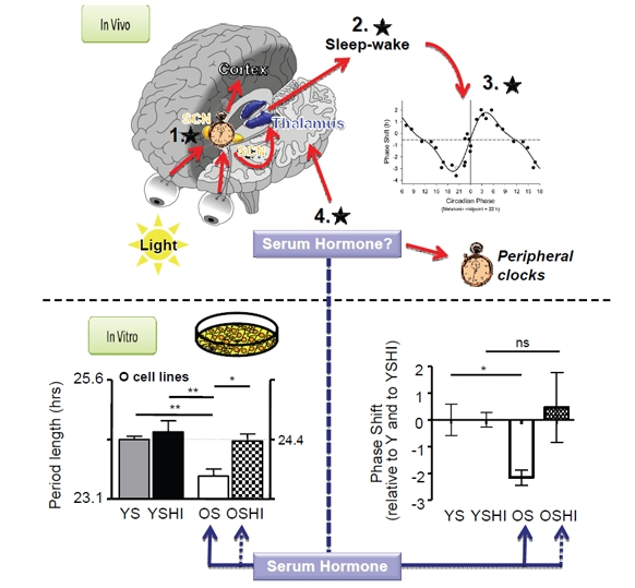 Night Shift Aging: Impact and Anti-Aging Strategies