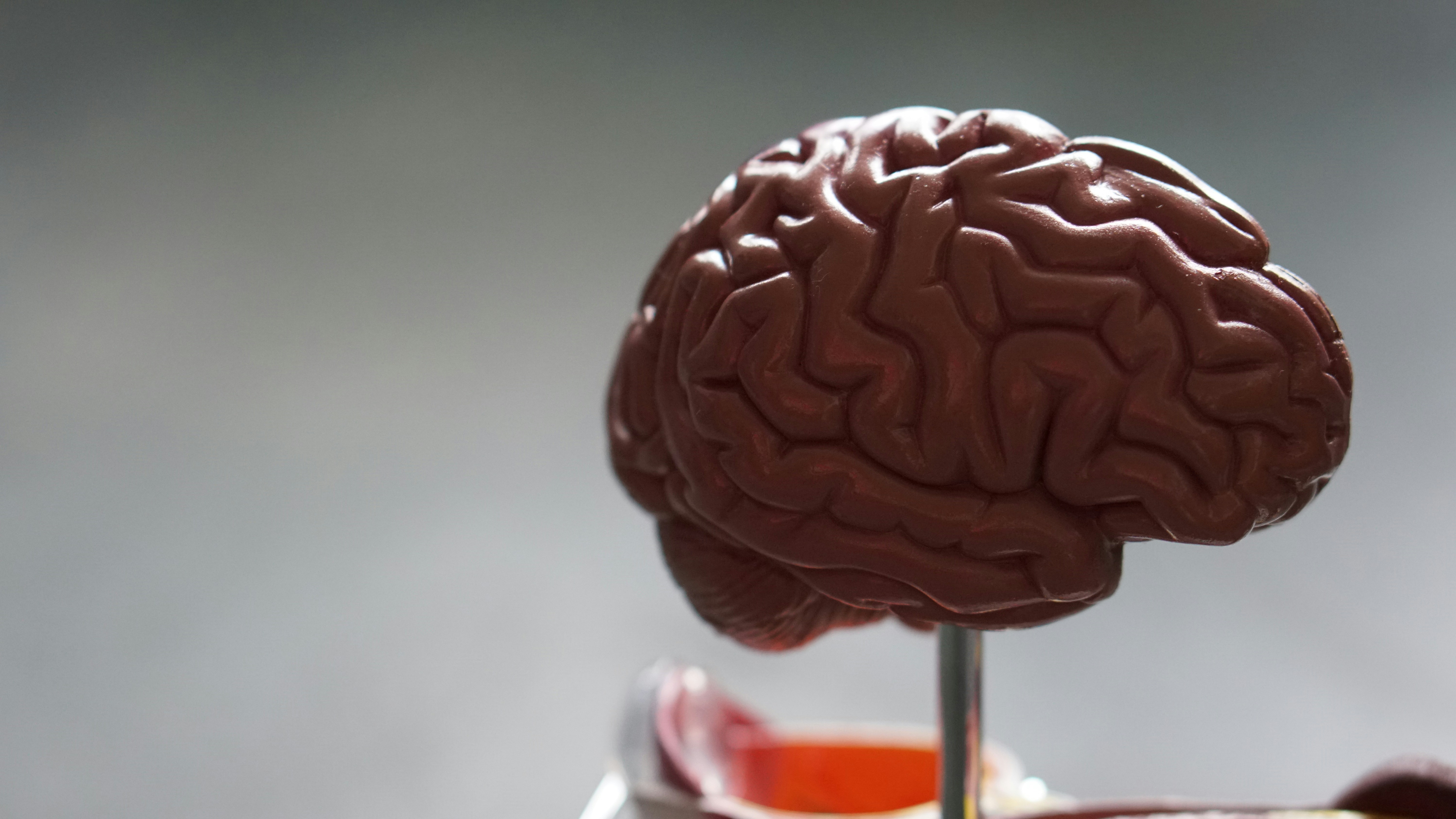 Anatomical model of the human brain representing the central nervous system.