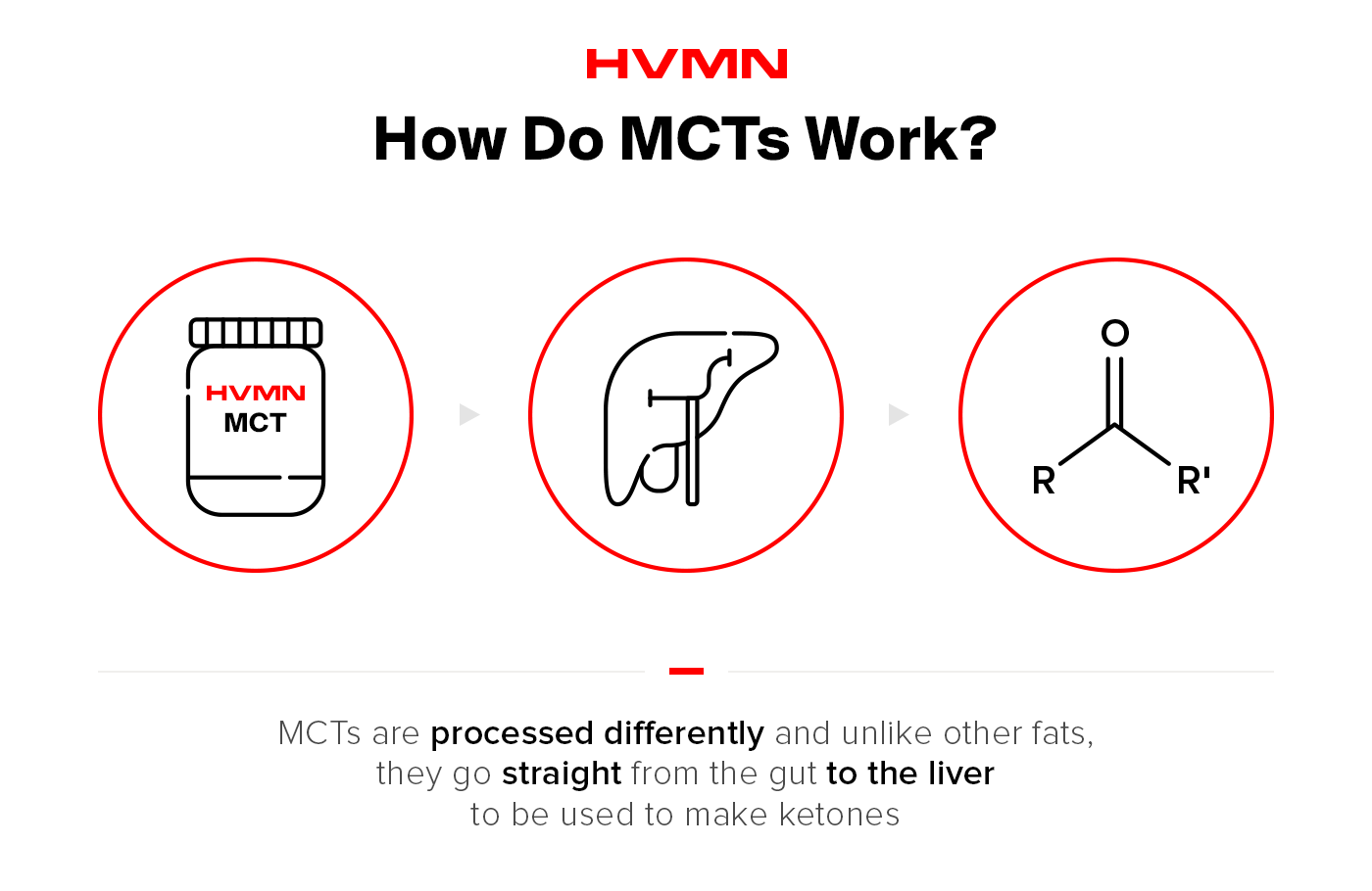 Infographic diagram illustrating the journey of MCTs from the digestive tract to the liver.