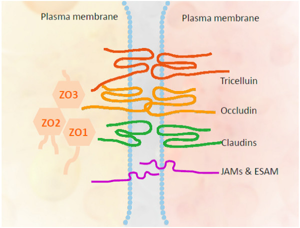 A detailed medical diagram showing the cellular structure of the inner blood-retinal barrier and tight junction proteins.