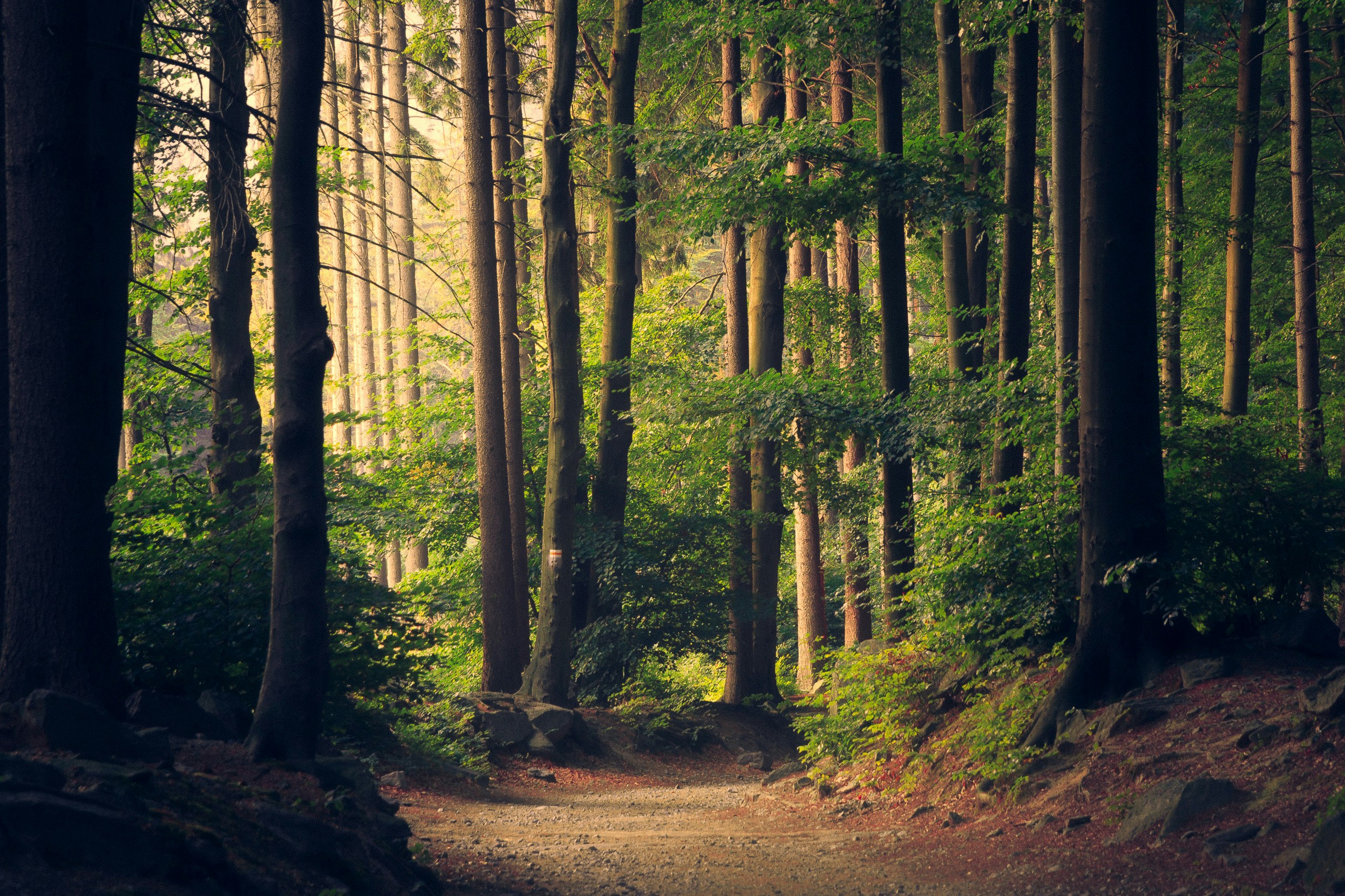 Sunlight shining through a green forest path.