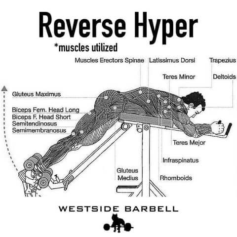 Infographic showing muscles activated during a reverse hyperextension including glutes and erectors.