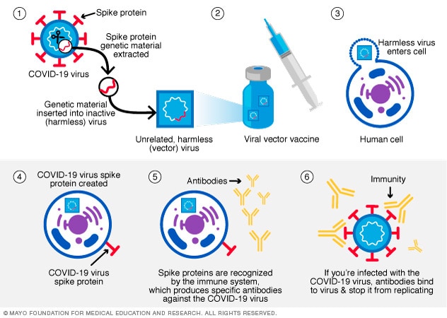 An illustration showing the viral vector vaccine mechanism for delivering genetic instructions.