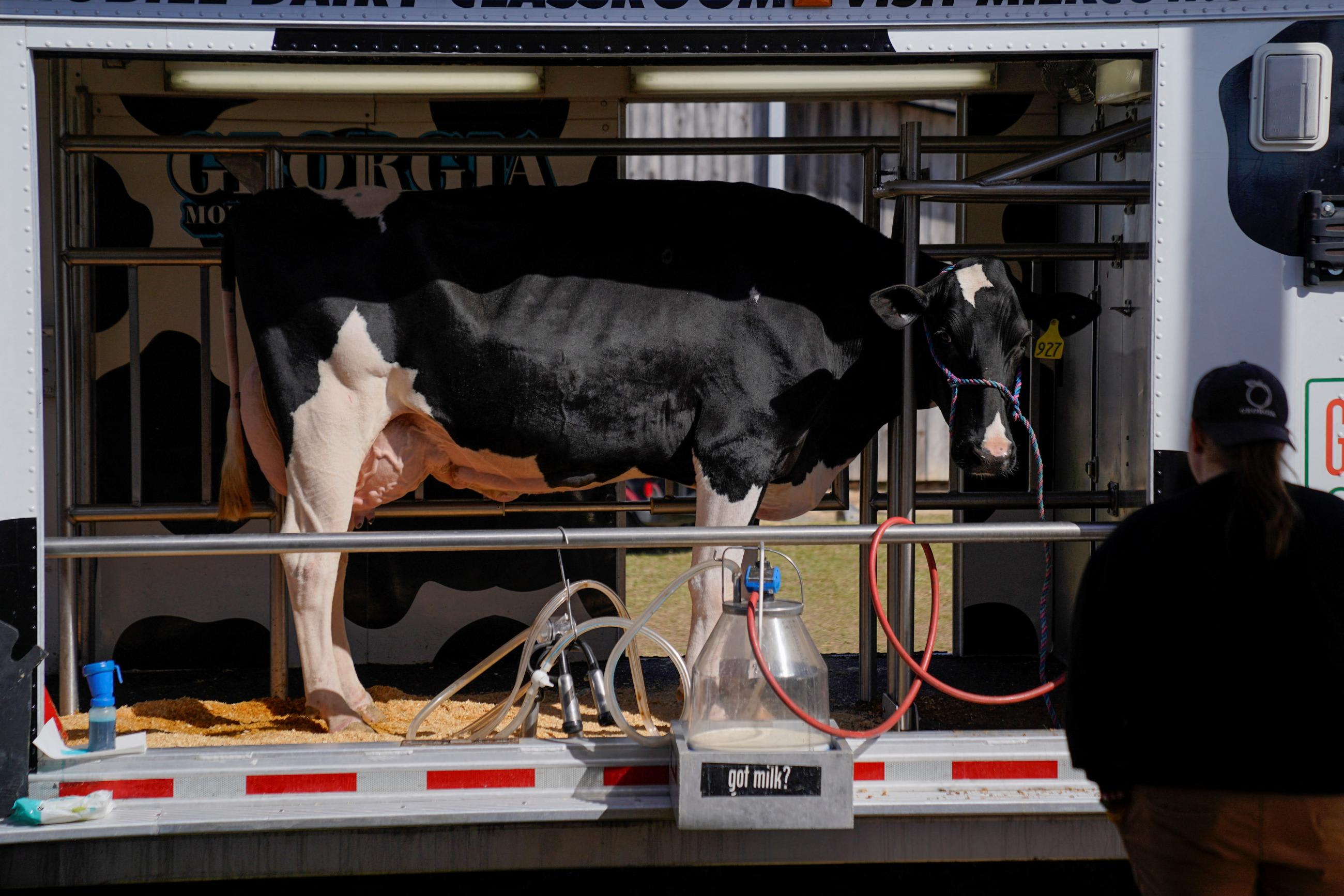 A dairy cow standing near a modern automated milking system at an agricultural expo.