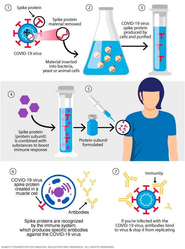 A diagram illustrating the protein subunit COVID-19 vaccine mechanism, showing S proteins entering the body.
