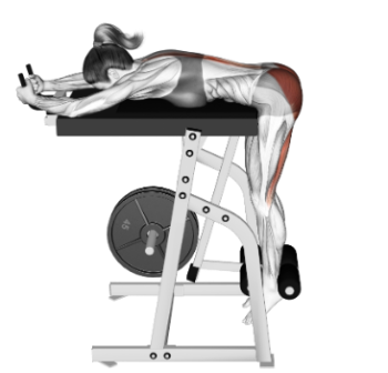 3 Best Reverse Hyper Machines for Back Health & Power